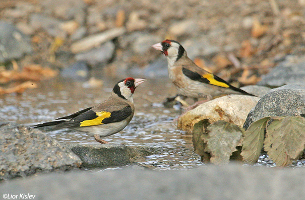       European Goldfinch Carduelis carduelis                                            2006